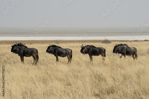 Gnus in Namibia photo