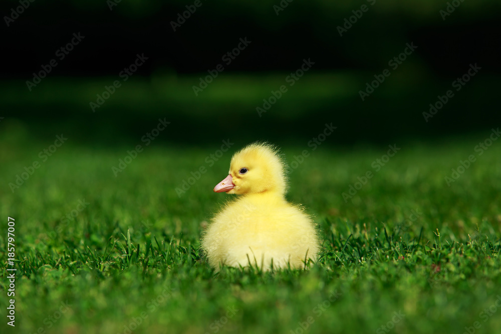little yellow duckling little yellow duckling