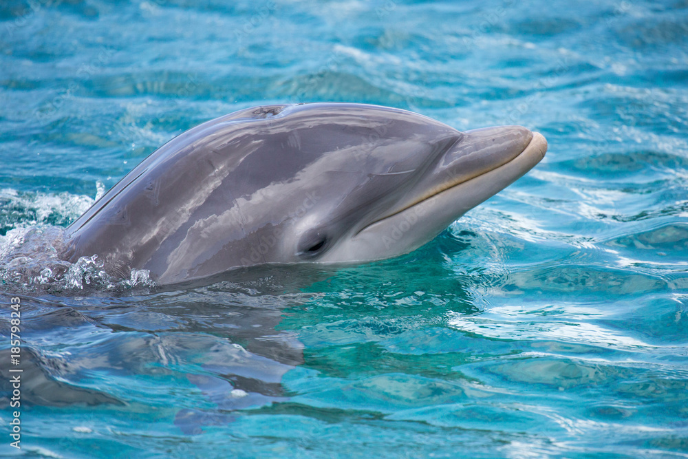 Naklejka premium Hübscher Delfin-Kopf