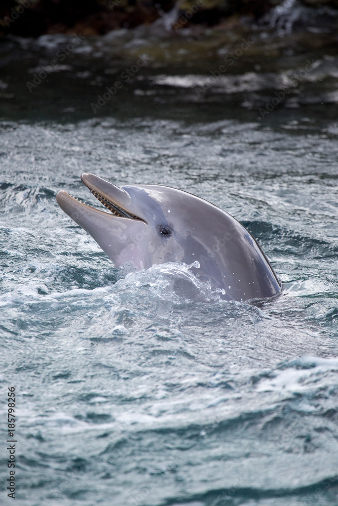 Naklejka premium Delfin im Meer