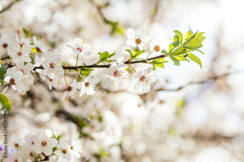Spring background art with white cherry blossom. Beautiful nature scene with blooming tree. Sunny day. Spring flowers. Beautiful orchard. Abstract blurred background. Shallow depth of field. © Victoria Kondysenko