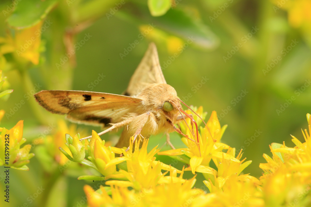 A moth, close-up A moth, close-up