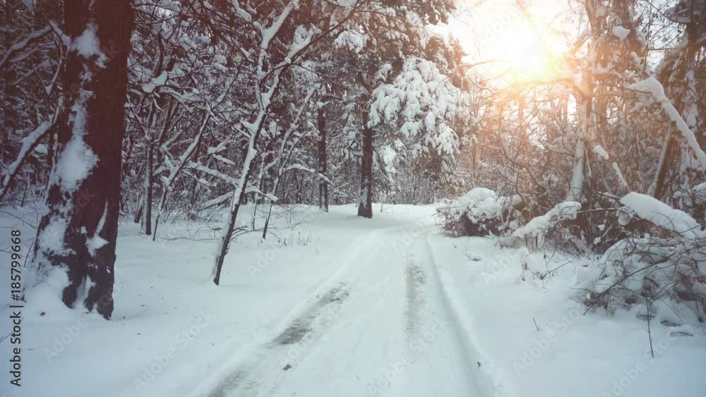 Snow covered trees in the winter forest with road. Winter landscape. Walk in winter woods. Snow world. Snow covered trees in the winter forest with road. Winter landscape. Walk in winter woods. Snow world.