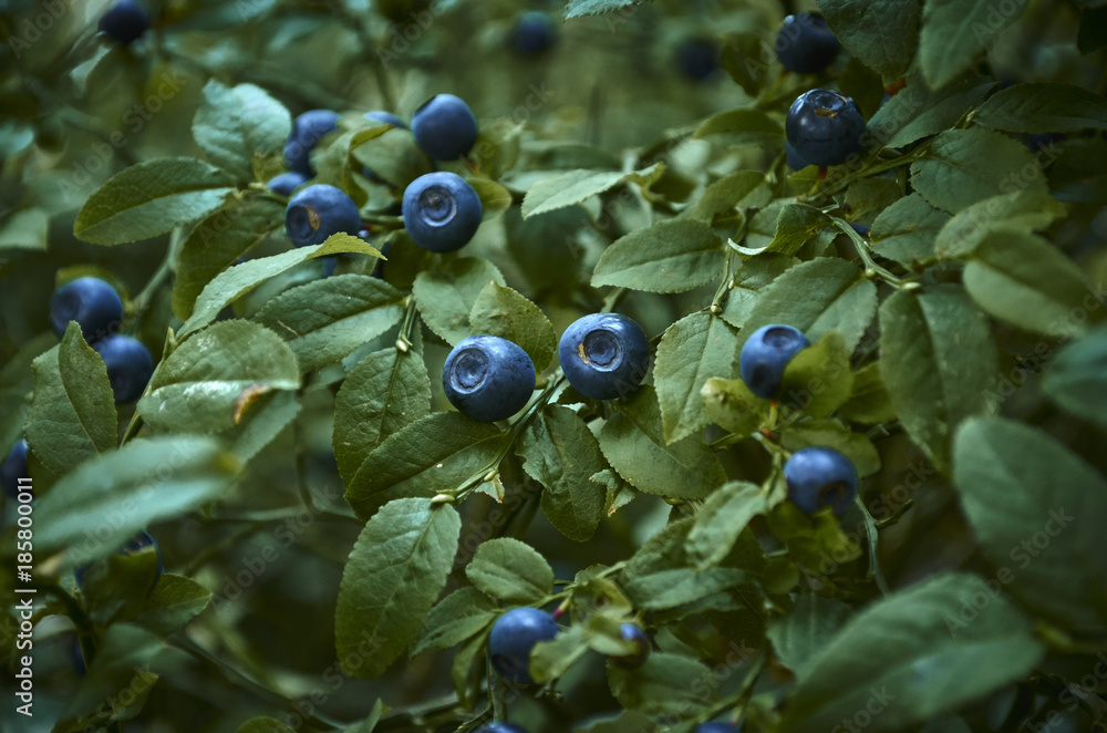 blueberry - obrazy, fototapety, plakaty 