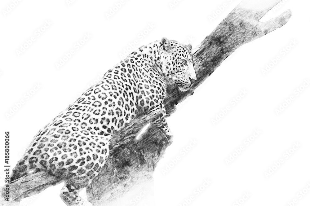 Obraz premium Leopard. Sketch with pencil