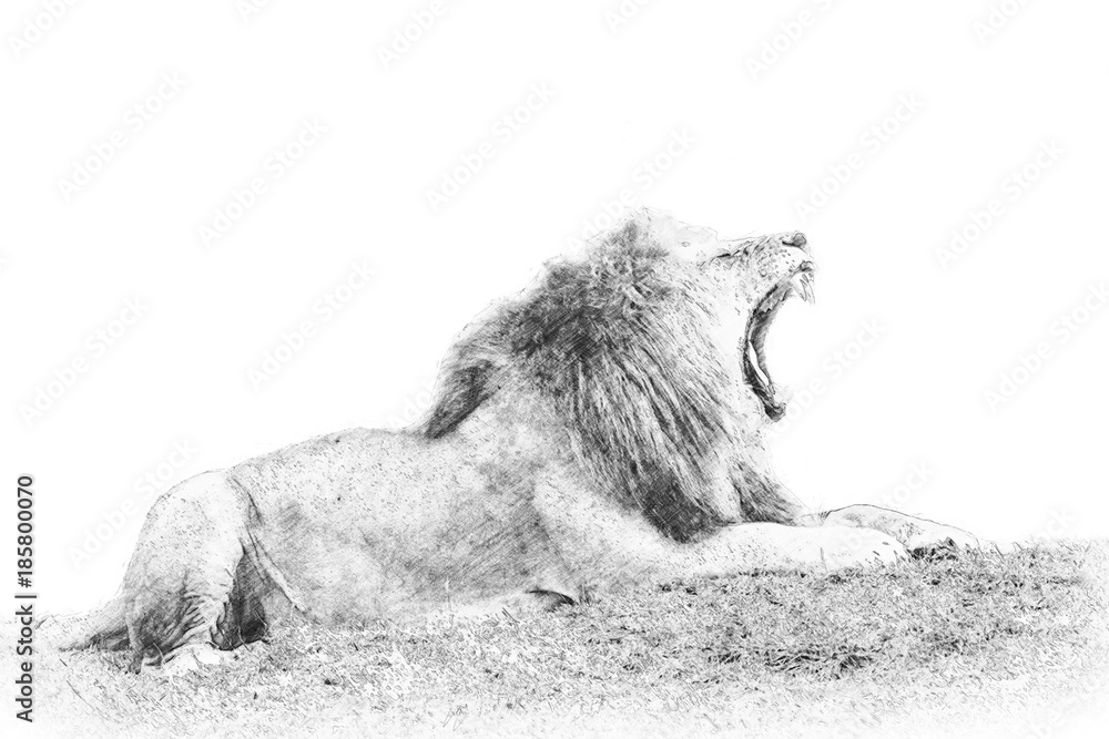 Fototapeta premium Lion. Sketch with pencil
