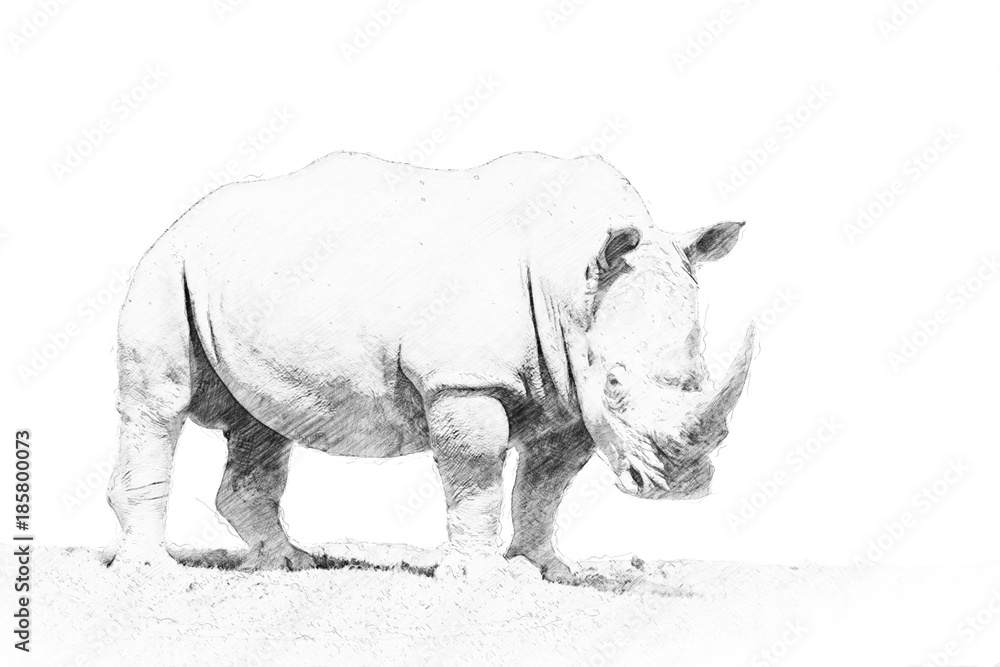 Obraz premium Rhino. Sketch with pencil