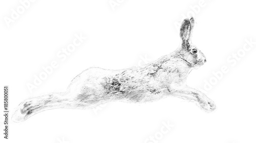 Hare. Sketch with pencil