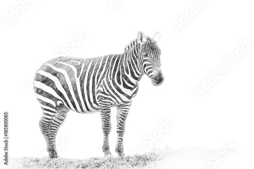 Zebra. Sketch with pencil