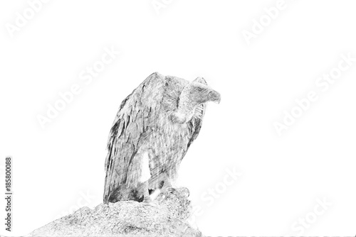Vulture. Sketch with pencil