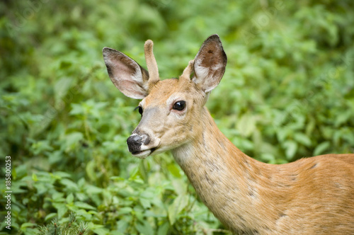 Young Deer portrait in greenery