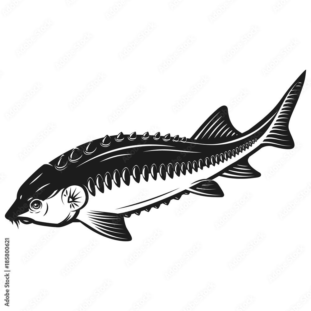 Fototapeta premium Sturgeon fish icon isolated on white background. Design element for logo, label, emblem, sign.