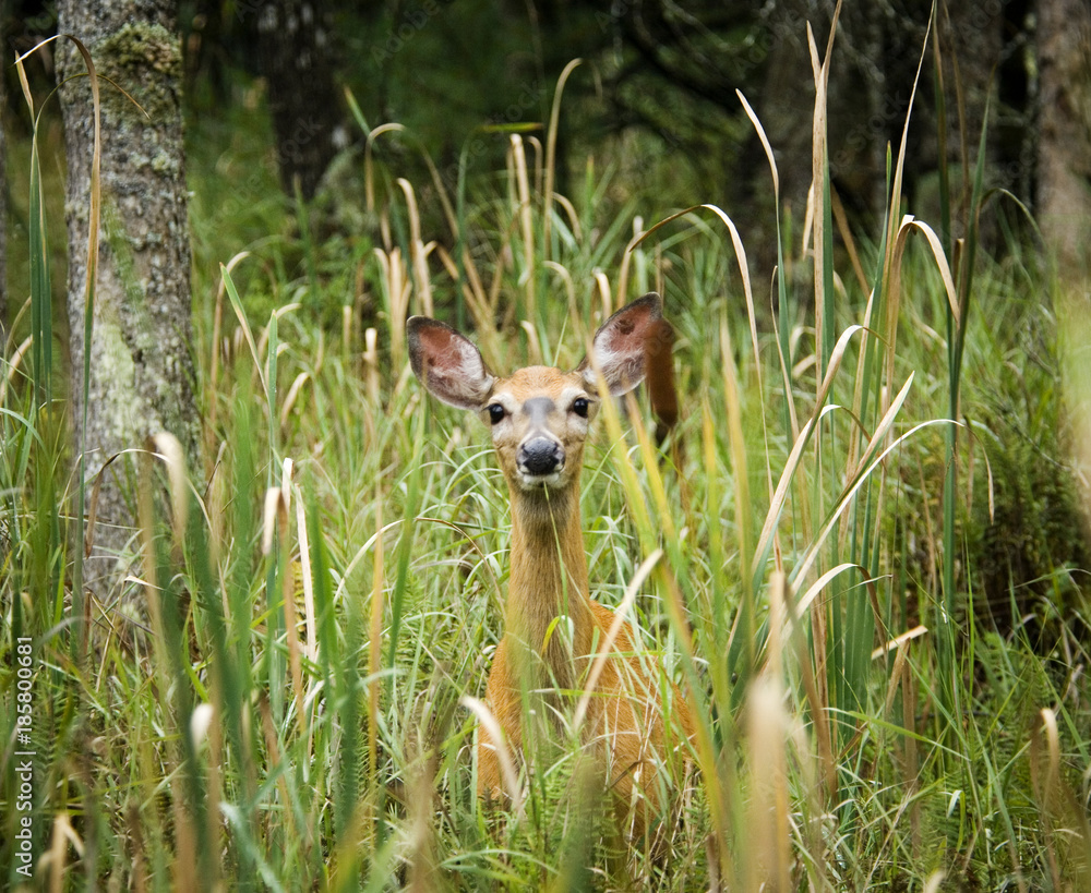 Deer standing in long grass Deer standing in long grass