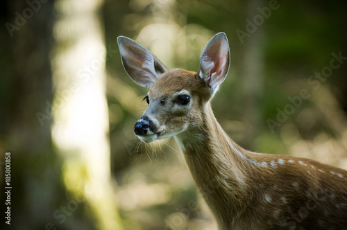 Baby Deer in woods
