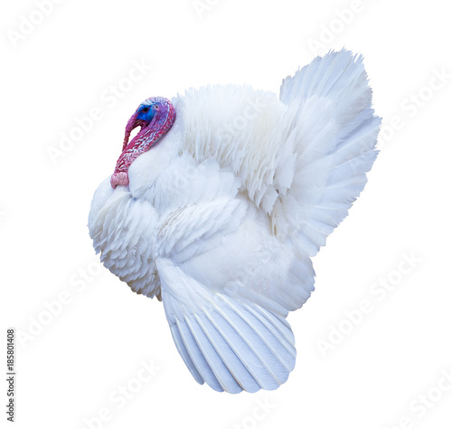 White turkey. Turkey isolated on a white background