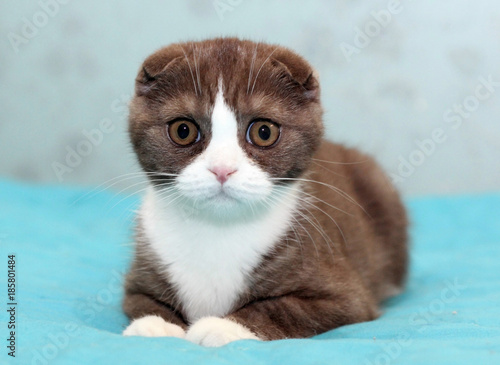 Portrait of a surprised brown and white Scottish Fold kitten looking at the camera, Cat sitting on the blue sofa and listening the past stories in life, the Cute Scottish Fold kitty. photo