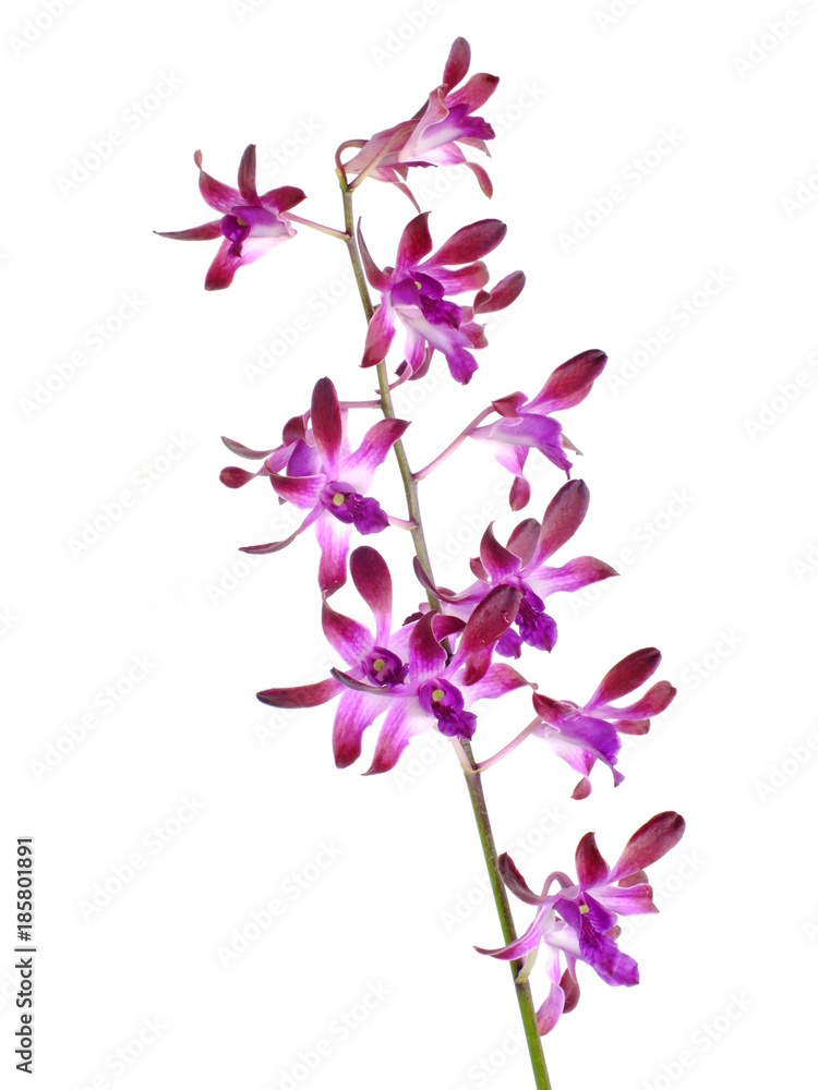 Obraz premium beautiful pink orchid flower bud isolated on white background