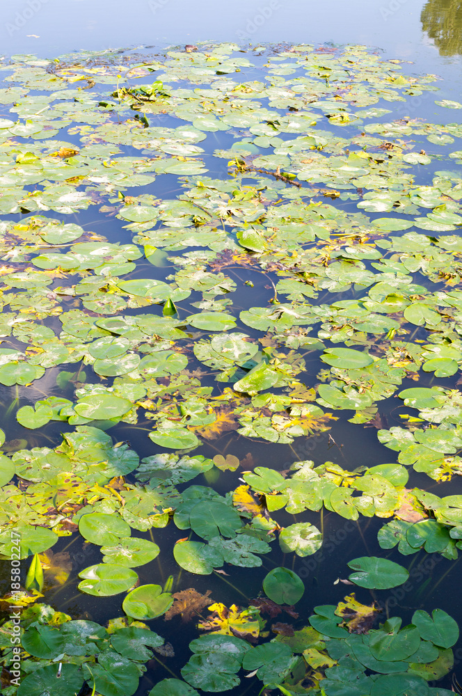 green water lily leaves in forest pond. background, nature. green water lily leaves in forest pond. background, nature.
