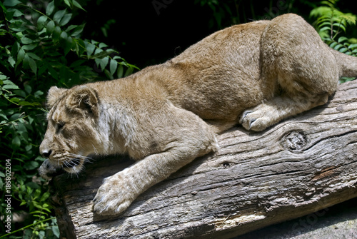 Portrait of lioness. Latin name - Panthera leo