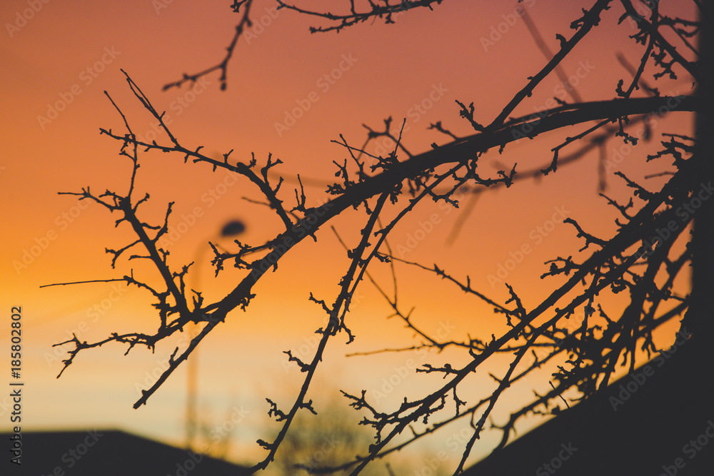 Tree branches in early morning sunrise. Red and pink amazing sky. Vintage effect. Tree branches in early morning sunrise. Red and pink amazing sky. Vintage effect.