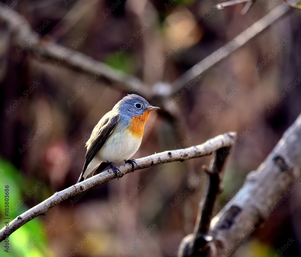 Obraz premium red breasted flycatcher