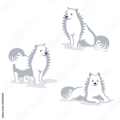 Vector Illustration of American Eskimo Dog. Poses set.