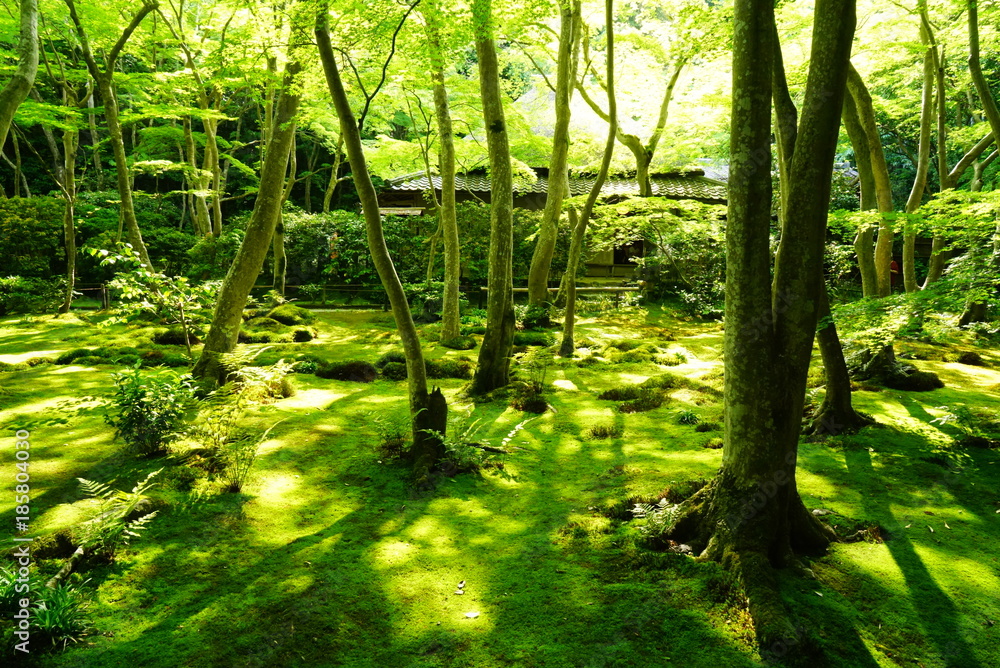 Obraz premium 京都嵐山祇王寺の青もみじと苔