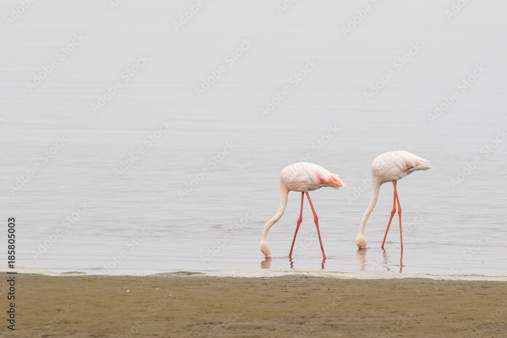 Obraz premium Two greater flamingos feeding at Walvis Bay Lagoon, Namibia