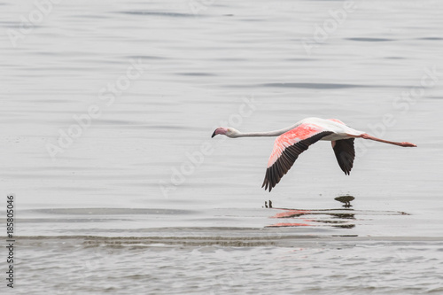 Greater flamingo fyling over Walvis Bay Lagoon, Namibia photo