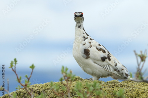 rock ptarmigan (Lagopus muta) in tundra-like vegetation in Iceland photo