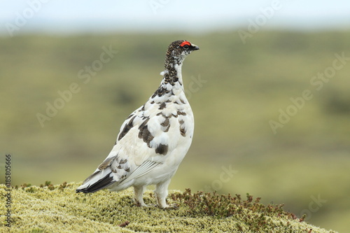 rock ptarmigan (Lagopus muta) in tundra-like vegetation in Iceland photo