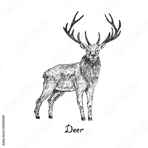 Deer male standing, hand drawn doodle sketch with inscription, isolated vector outline illustration