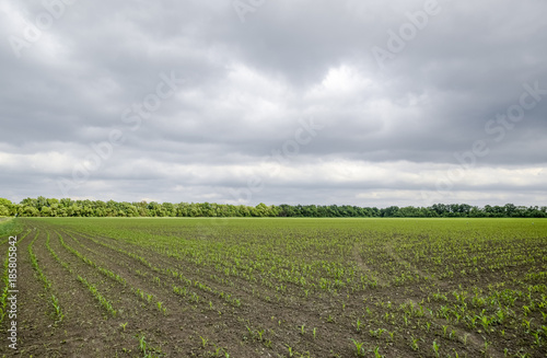 Cornfield. Small corn sprouts, field landscape. Cloudy sky and stalks of corn on the field