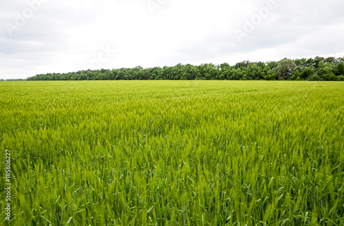 field of green immature barley. Spikelets of barley. The field is barley, Rural landscape Unripe wheat wheat field - green wheat field lit by sunlight