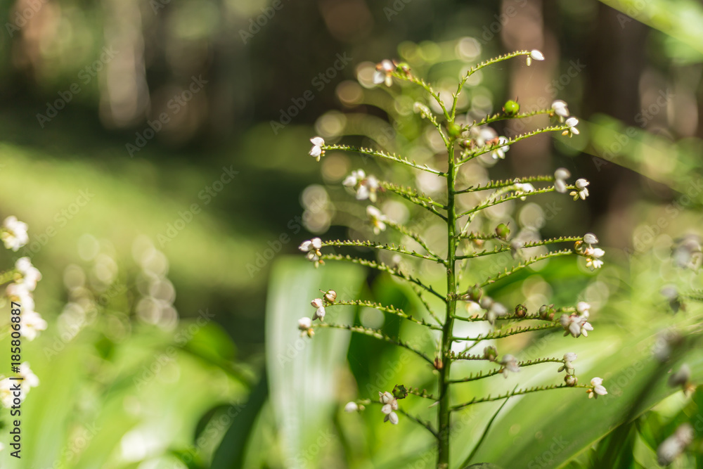 Little beautiful white flower in the garden with sunlight Little beautiful white flower in the garden with sunlight
