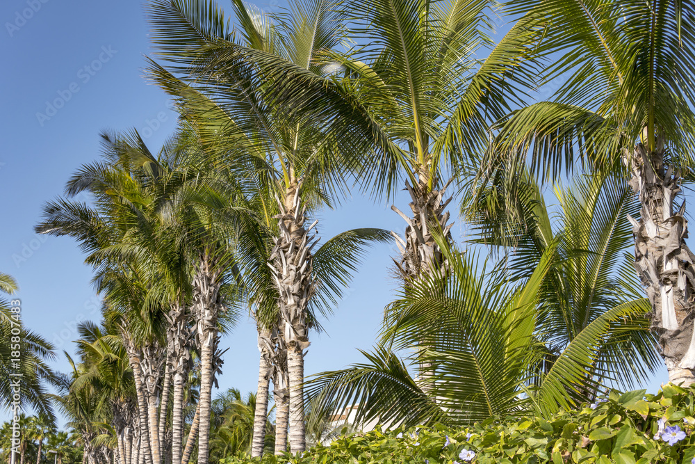 Palm trees on the beautiful sunset background Palm trees on the beautiful sunset background