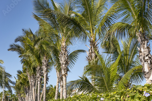 Wallpaper Mural Palm trees on the beautiful sunset background Torontodigital.ca