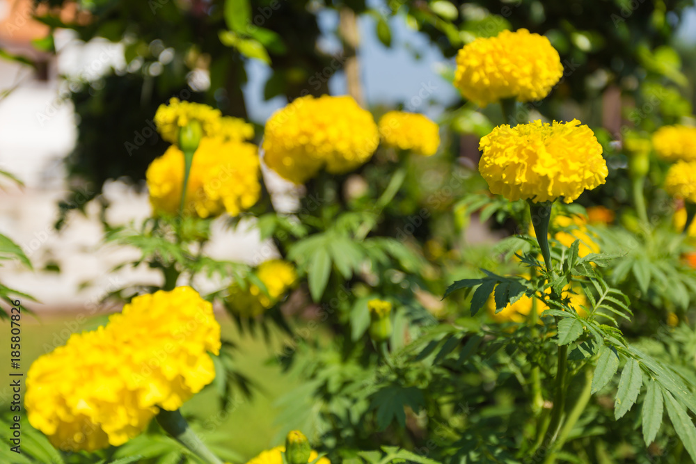 Lots of beautiful marigold flowers in the garden Lots of beautiful marigold flowers in the garden
