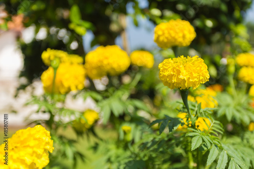 Lots of beautiful marigold flowers in the garden