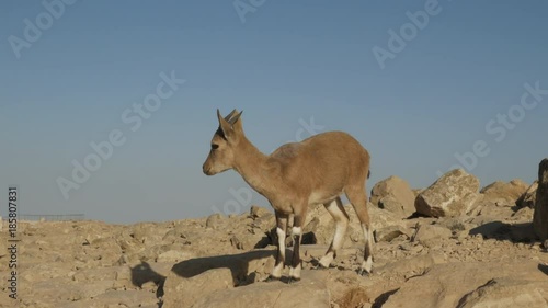 A Nubian ibex kid on the rocks of Makhtesh Ramon Crater, Negev desert, Israel.