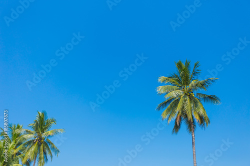 Green coconut palm tree on blue sky background