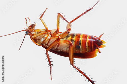 Cockroach brown with isolated on a white background © chaphot