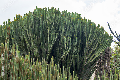 DETAIL VIEW OF THE CARDON CACTUS photo