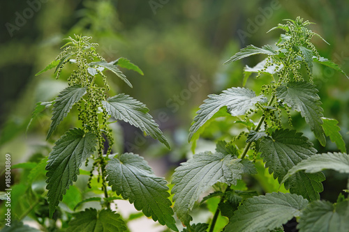 Photos Stinging nettles (Urtica dioica) growing in a field.