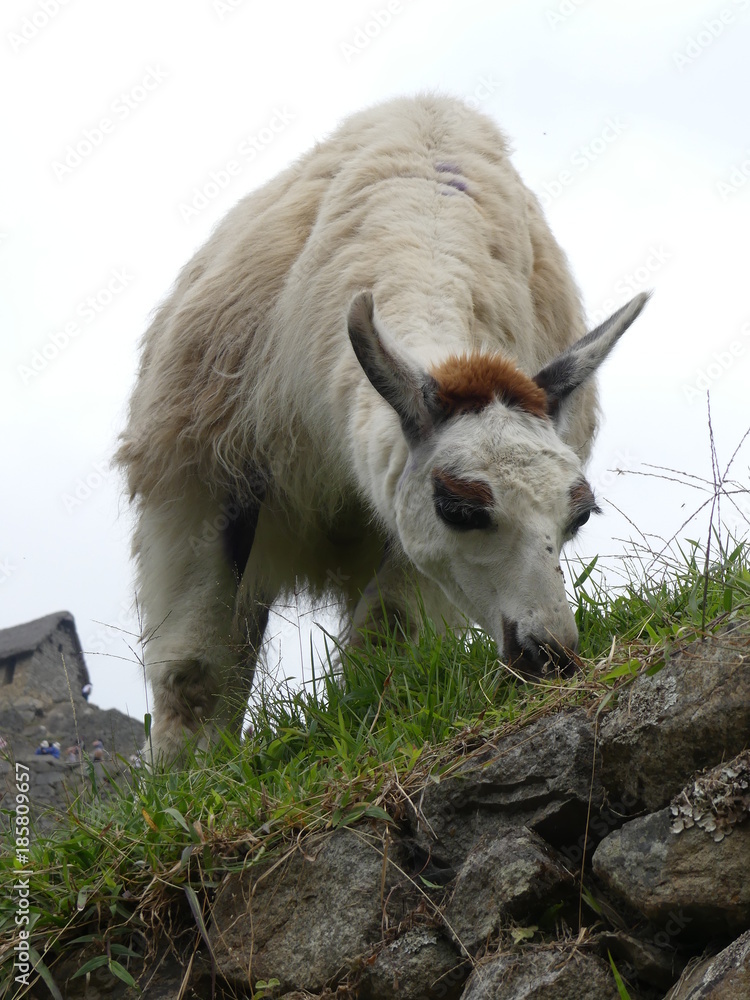 Fototapeta premium Machu Picchu au Pérou