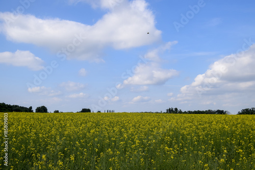 Rapeseed field. Yellow rape flowers, field landscape. Blue sky and rape on the field