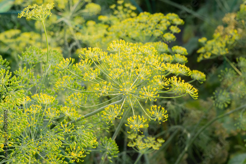 Inflorescence of Dill
