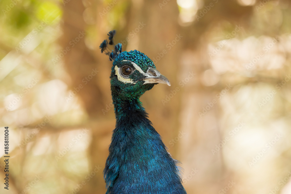 A beautiful peacock with a soft background A beautiful peacock with a soft background