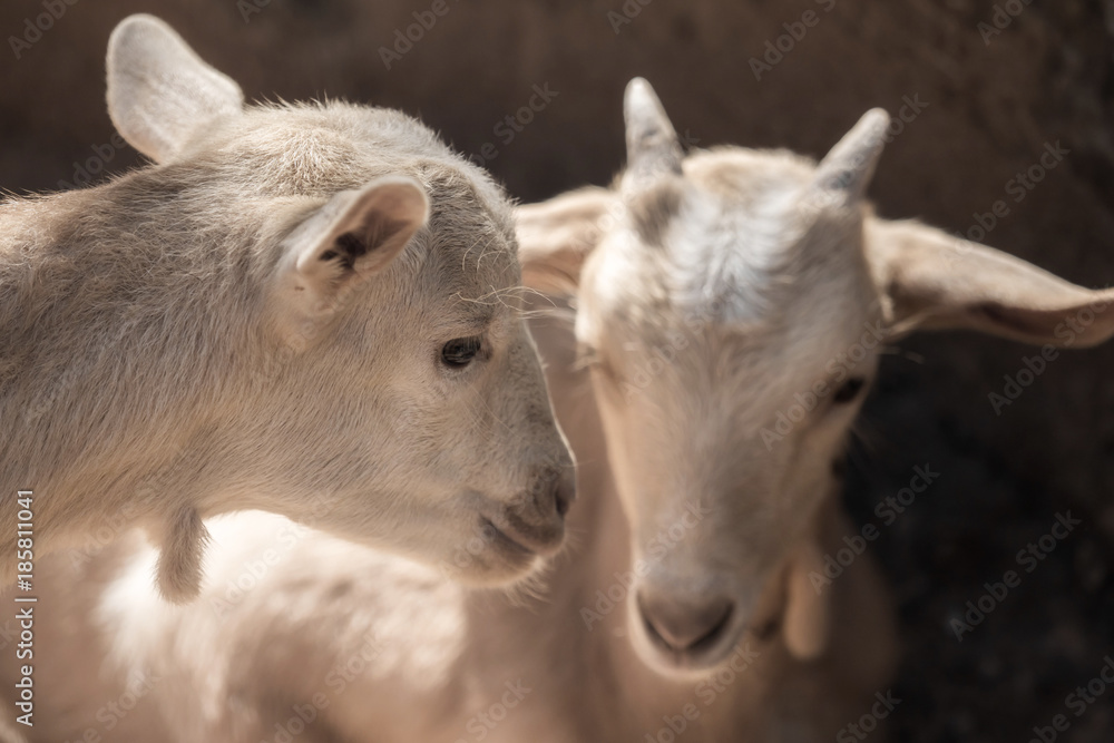 Two beautiful little white goats