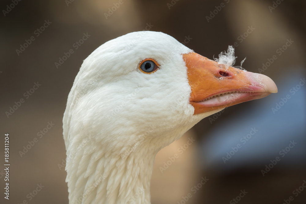 A beautiful goose looks into the camera A beautiful goose looks into the camera